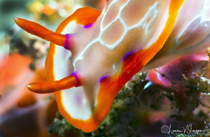 Hypselodoris iacula/Photographed with a 60 mm macro lens ... by Laurie Slawson 
